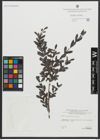 Foto von Salix amplexicaulis Bory